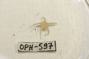 Media type: image;   Invertebrate Zoology OPH-597 Description: Preserved specimen.;